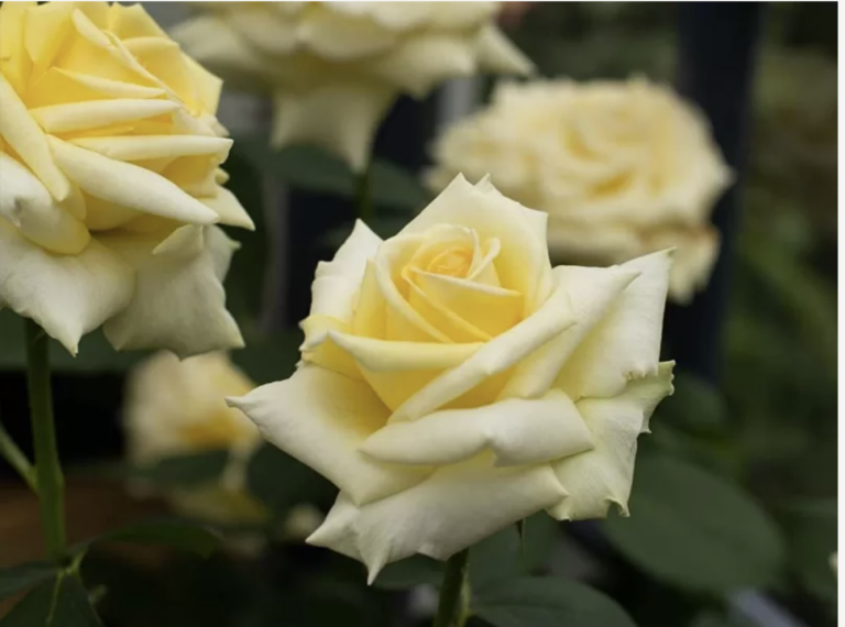Robert Bruce Rose