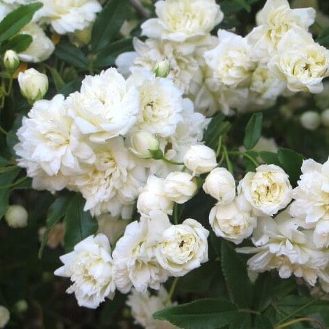 Rosa banksiae ‘Purezza’