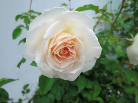 Brindabella Touch of Pink