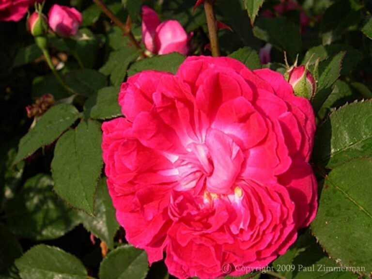 Rose Edouard