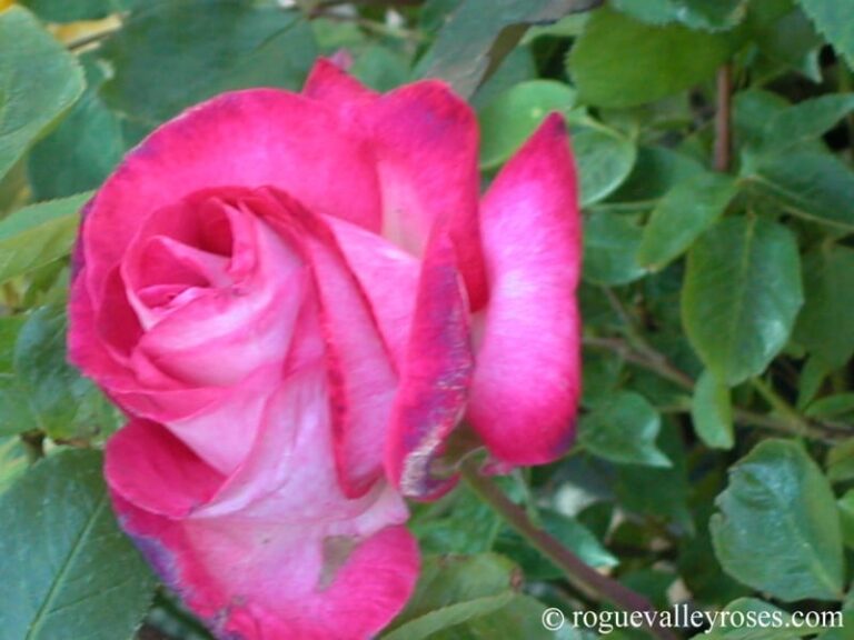 Rose Gaujard