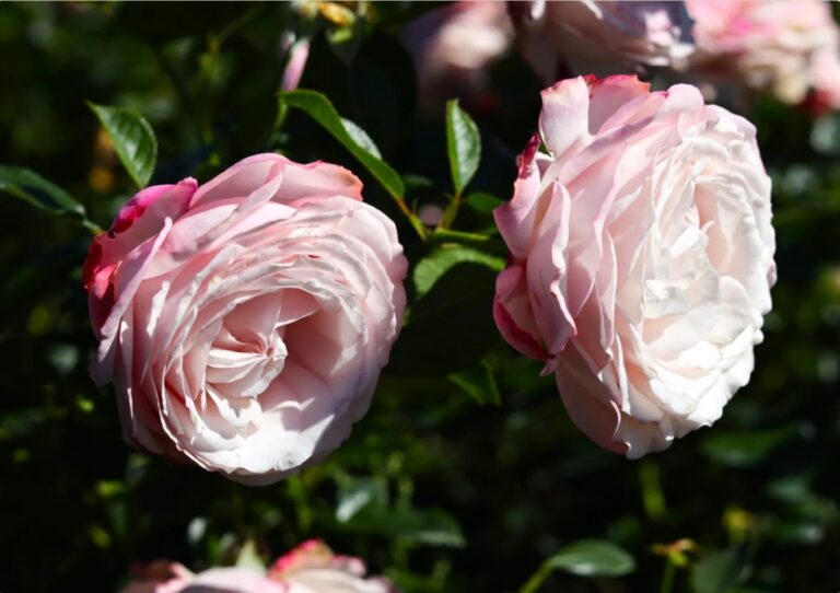 Rosenfaszination
