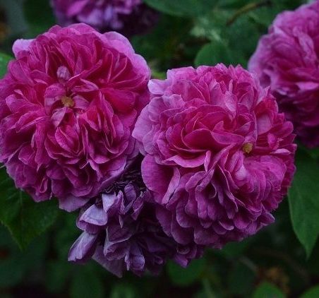 Old Spanish Rose