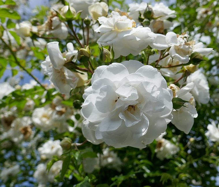 Sander’s White Rambler