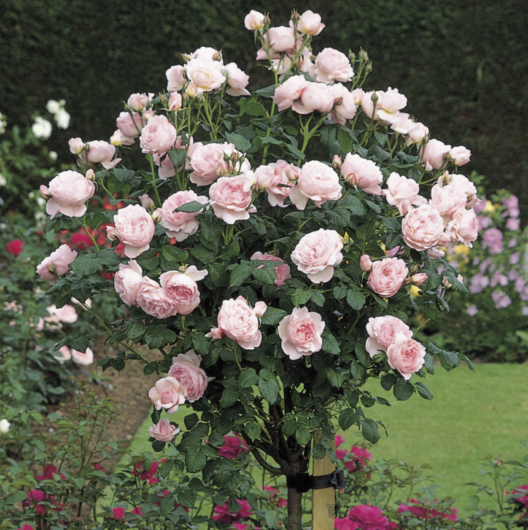 Scepter’d Isle ® (AUSland) Tree
