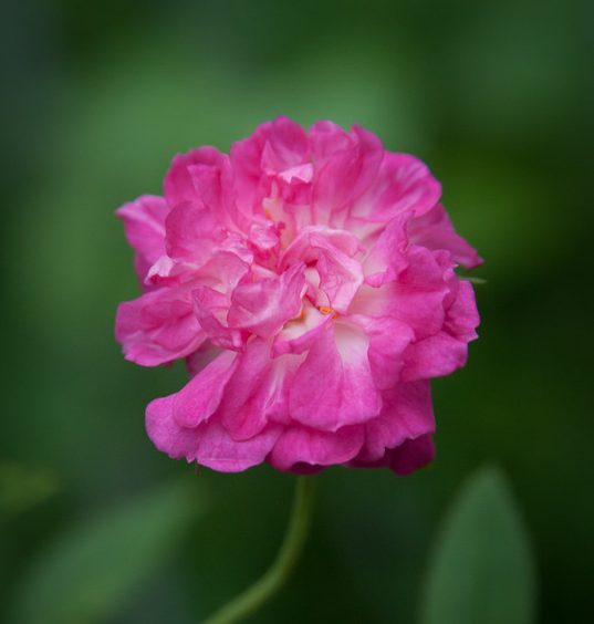 Sherry Berglund’s Pink China