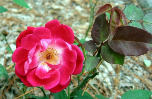 Belfield (R. chinensis, Slater’s Crimson China)