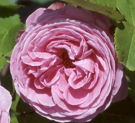 Reine Victoria (aka The Shell Rose)