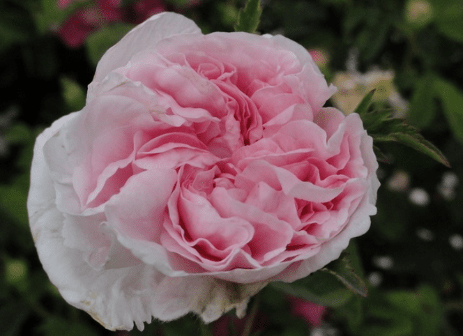 Rose de Meaux