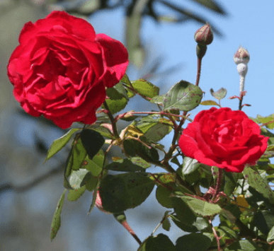 Paul’s Scarlet Climber