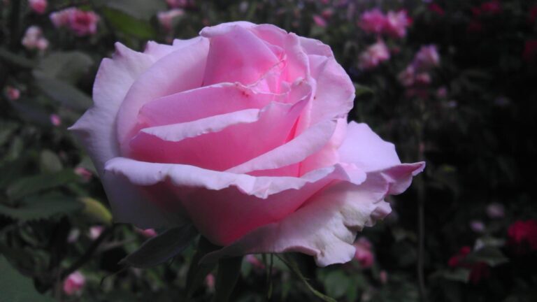 Souvenir de Mme. Leonie Viennot