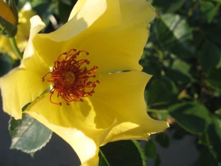Sunny June