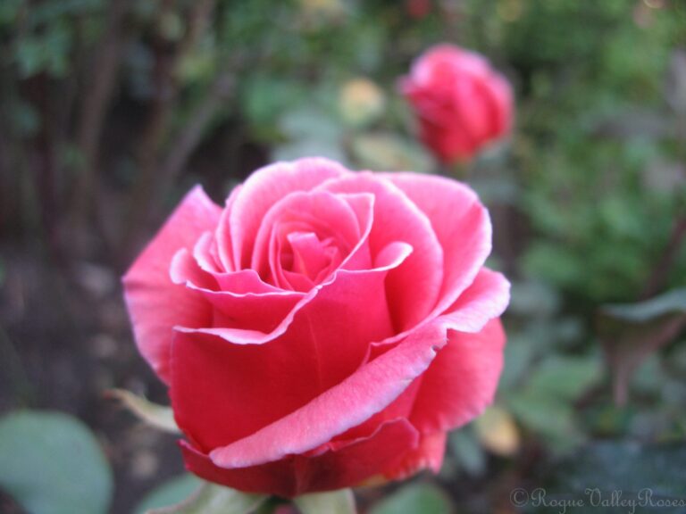 Taffeta