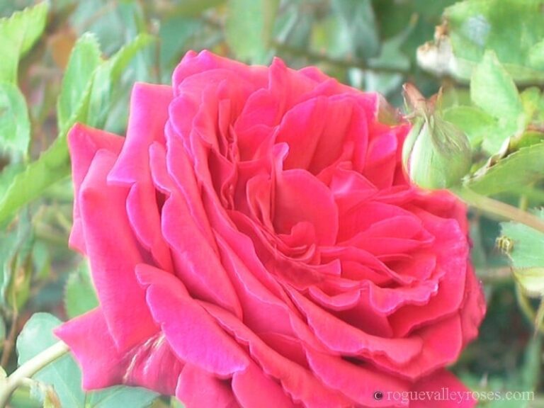 Velvet Fragrance
