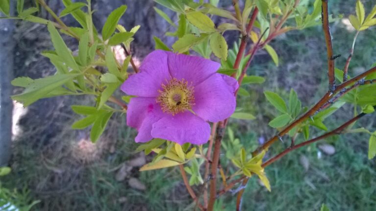 Rosa foliolosa