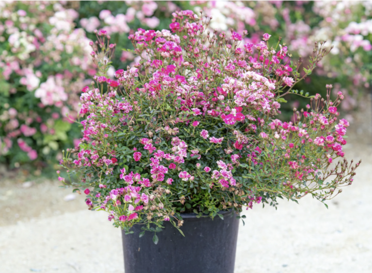 Wanderlust Roses™ Pink Tumbleweed™