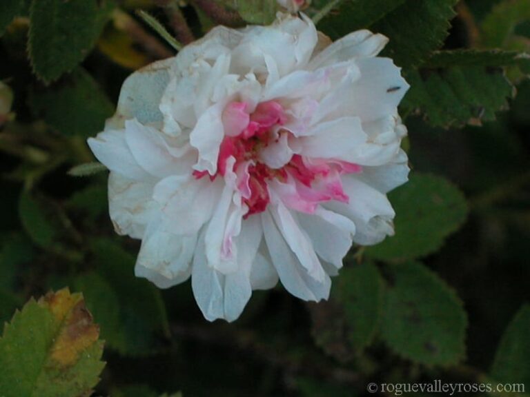 Rose de Meaux, White