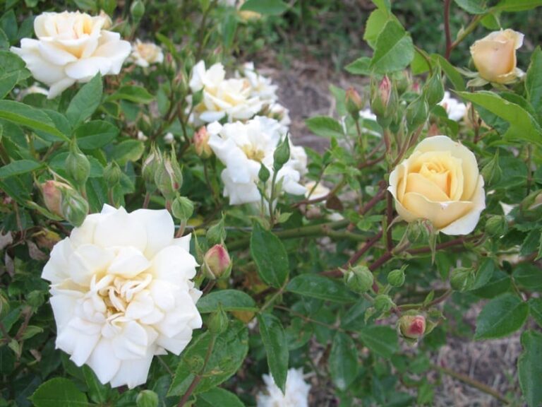 Yellow Sweetheart, Cl