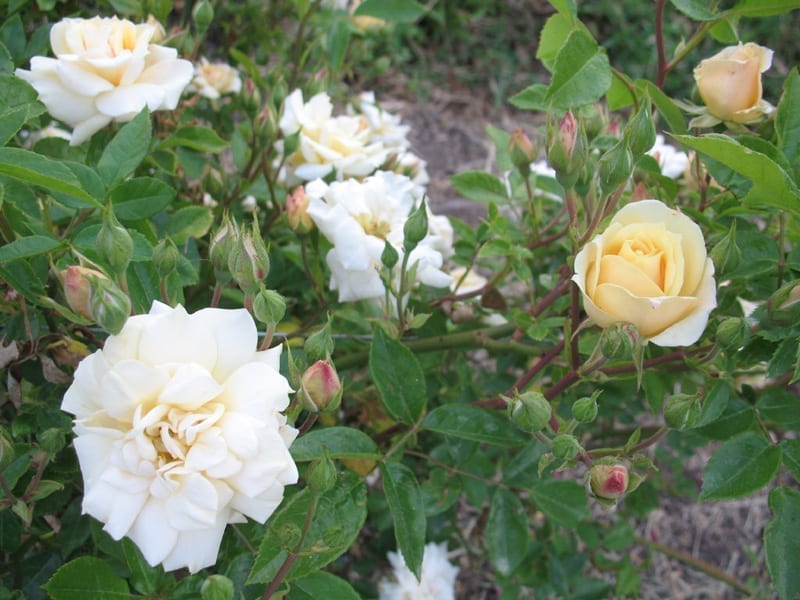 Yellow Sweetheart, Cl