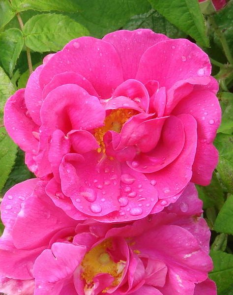 Apothecary’s Rose (R. gallica officinalis)