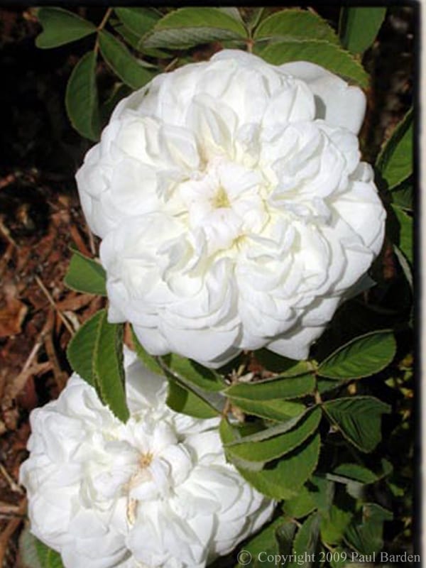 Blanc de Viebert