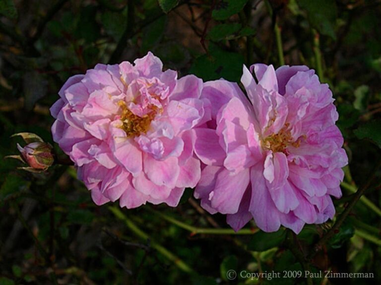 Bougainville
