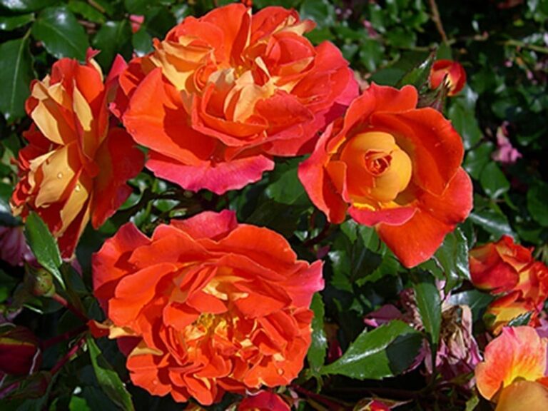 Brothers Grimm Fairy Tale