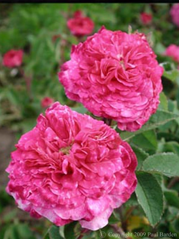 Cramoisi Picote