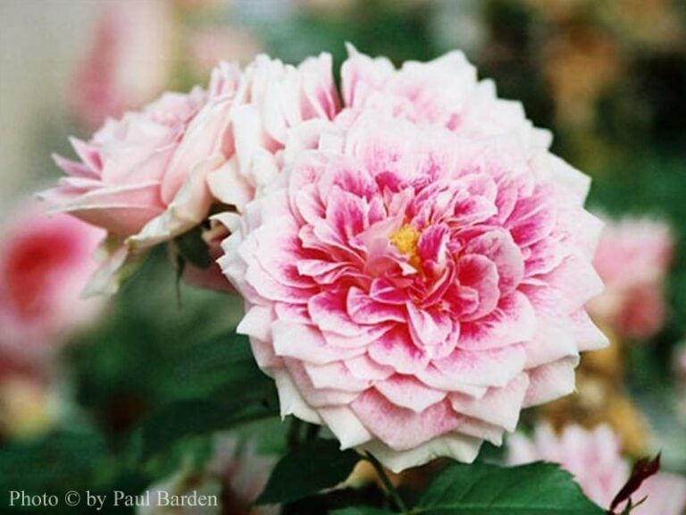 The Dahlia