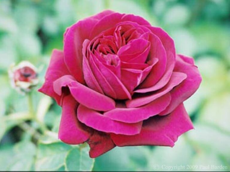 Rose du Roi of Commerce
