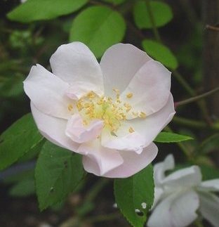 Fraser’s Pink Musk