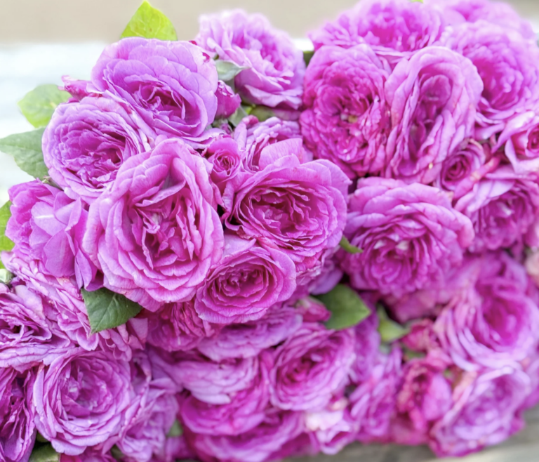 Life’s Little Pleasures™ Tree Rose