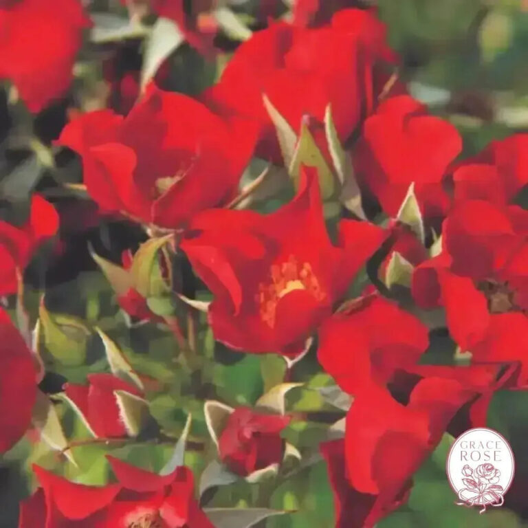 Look-A-Likes® BougainFeelYa®