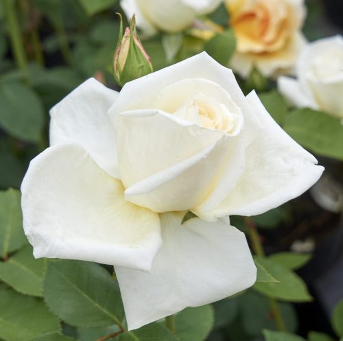 McGredy’s Ivory