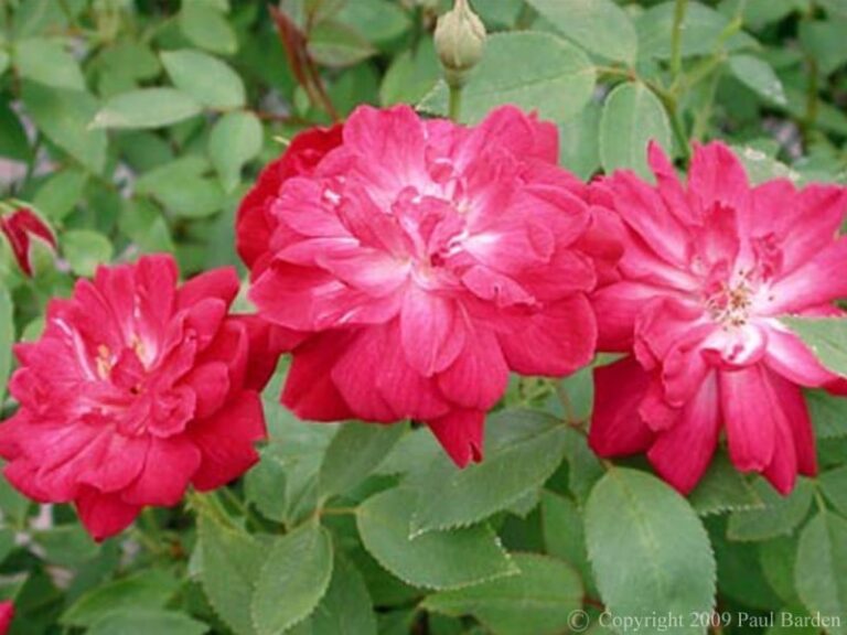 Oakington Ruby