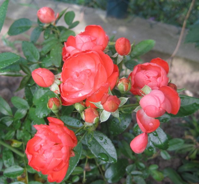 Orange Mothersday