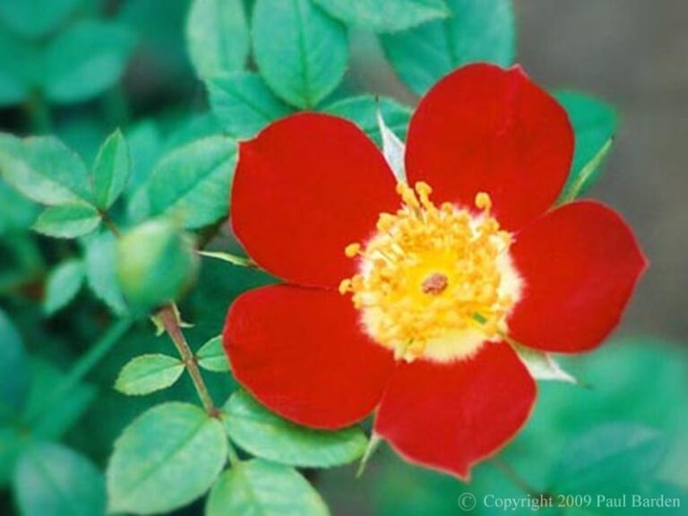 Oriental Simplex