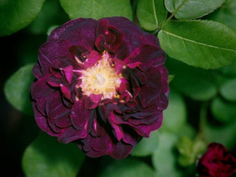 Orpheline de Julliet
