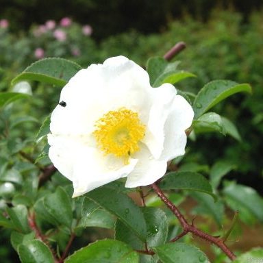 R. laevigata