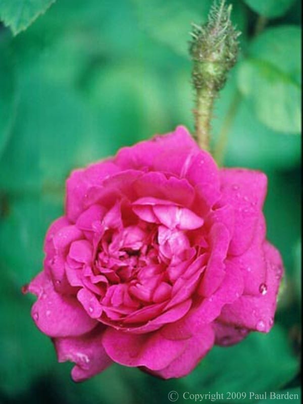 Mme de la Roche-Lambert