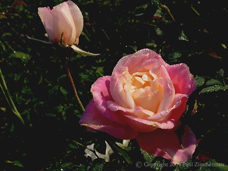 Rosette Delizy