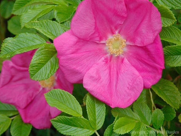 Scabrosa