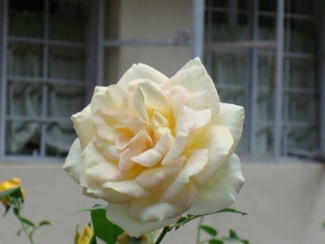 White Prince