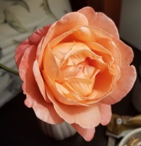 Lady of Shalott (AUSnyson)