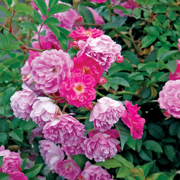 The Abbotsford Rose