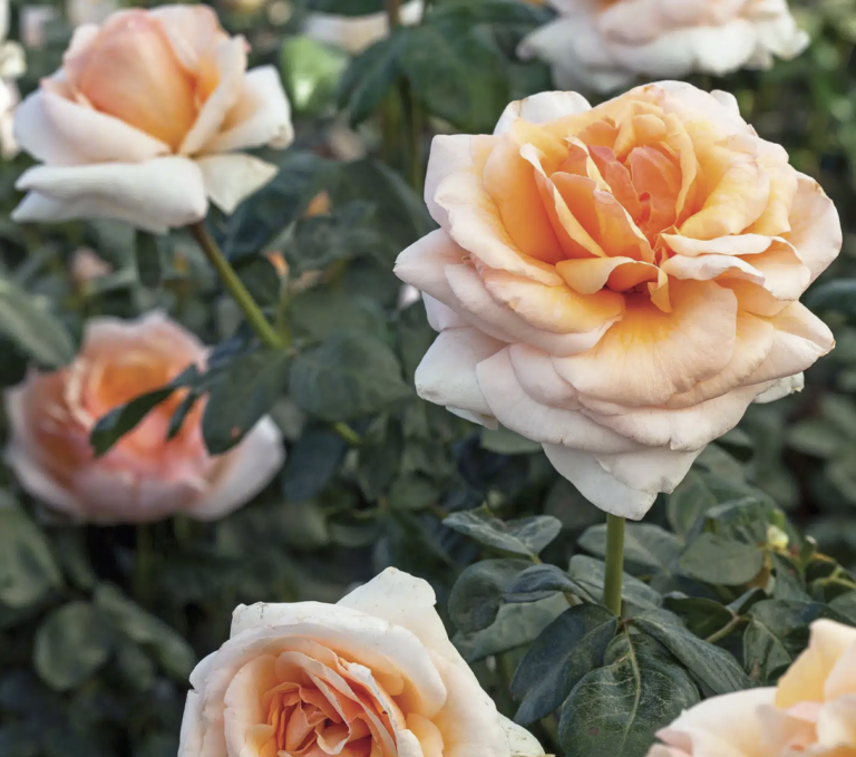 Apricots n’ Cream™