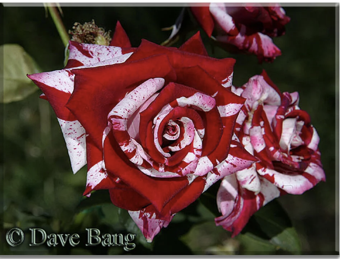 Bleeding Heart