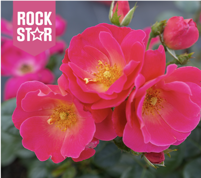 Brick House® Pink