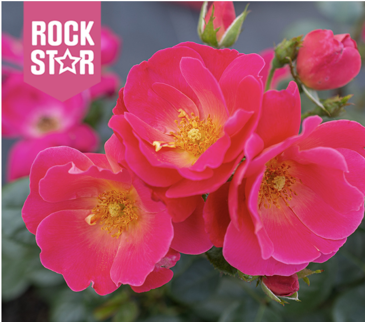 Brick House® Pink