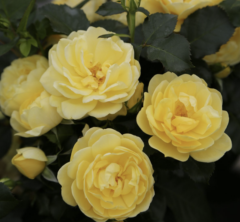 Brick House® Yellow